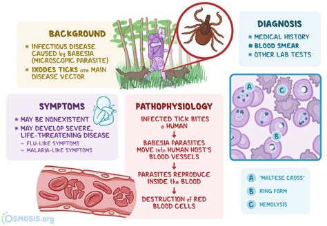 Babesiosis What Is It Transmission Treatment And More Osmosis