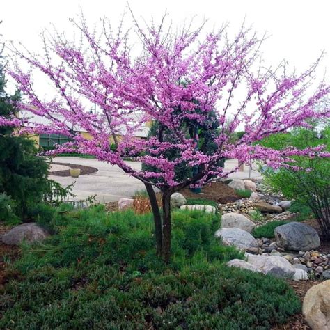 American Redbud Tree From Stark Bros Eastern Redbud Trees For Sale