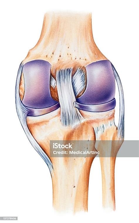 Knee Anatomy Dorsal View向量圖形及更多膝頸圖片 膝頸 關節 人的膝頸 Istock