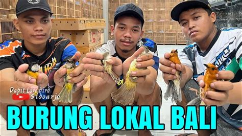 Burung Lokal Bali Bimoli Jengot Lokal Anis Merah Srdc Pleci