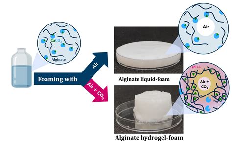 Gels Free Full Text One Step Generation Of Alginate Based Hydrogel Foams Using Co2 For