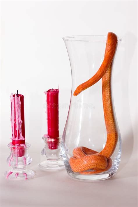 Hypo Fire Corn Snake Stock Photo Image Of Fire Color