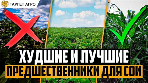 Худшие и лучшие предшественники для сои - YouTube
