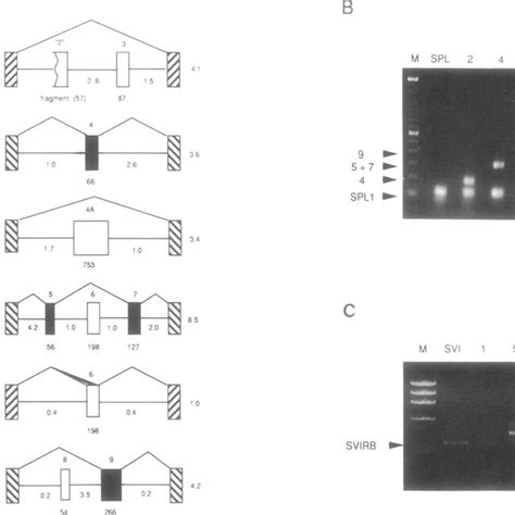 (PDF) The exon trapping assay partly discriminates against ...
