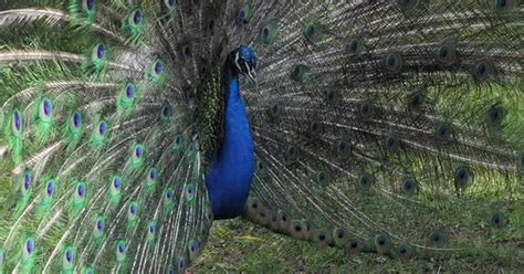 Peacock shakes feathers. Colourful peacock shows his feathers to female ...