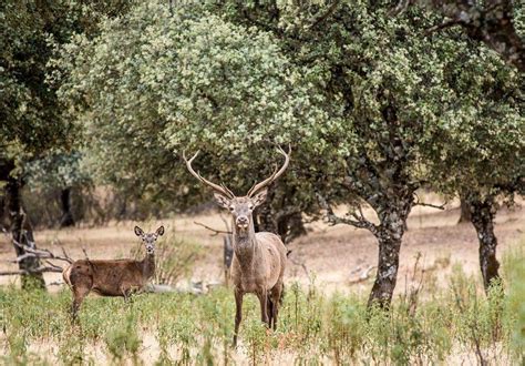 La Berrea En Sevilla 2024 Visitas Organizadas Mejores Lugares Para