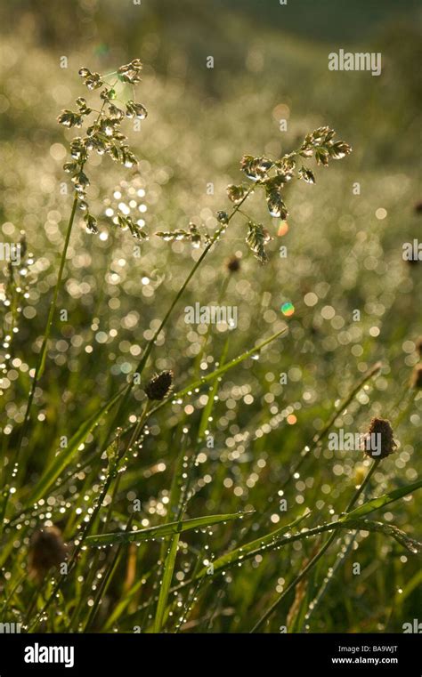 Dew on grass close-up Stock Photo - Alamy