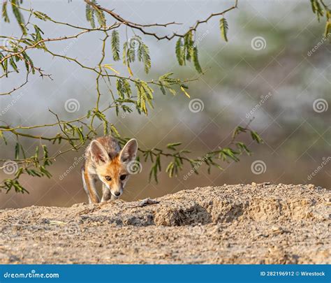 Desert Fox in Its Natural Habitat Stock Photo - Image of environment ...