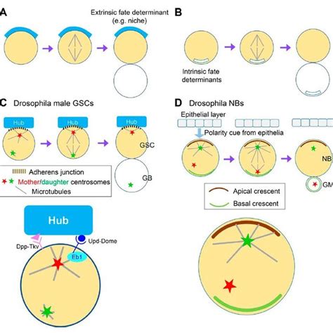 Framework Of Asymmetric Cell Division A And B Asymmetric Cell