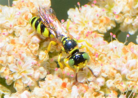 This Beewolf Philanthus Who Philanthus Multimaculatus Bugguidenet