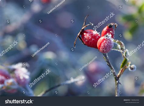 10,891 First hoarfrost Images, Stock Photos & Vectors | Shutterstock