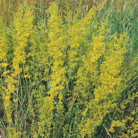 Herb Ladys Bedstraw (Galium verum) – Kings Seeds Direct