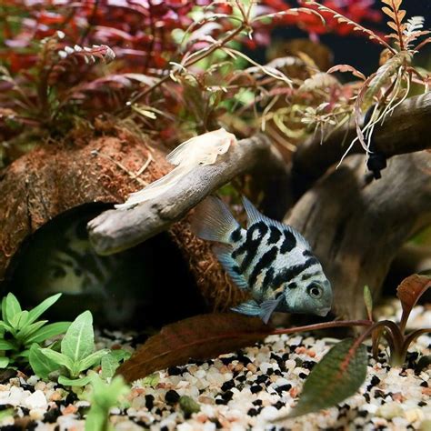 Polar Blue Parrot Cichlid Size Tank Mates And Care