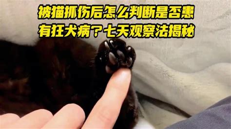 被猫抓伤后怎么判断是否患有狂犬病？七天观察法揭秘 健康视频 搜狐视频