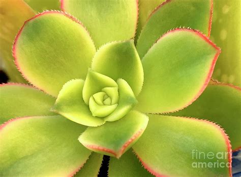 Aeonium Kiwi Dream Color Tricolor Photograph By David Zanzinger Fine