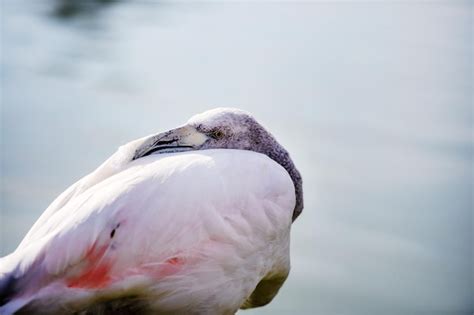 Premium Photo | Flamingo in the lake