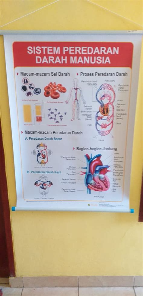 Gambar Sistem Peredaran Darah Manusia Siplah