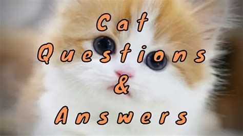 Cat Questions & Answers - WittyChimp