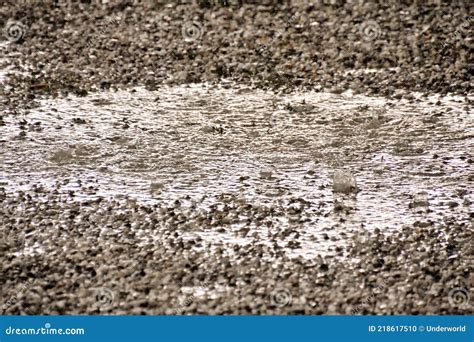 Flaque D Eau Et Gouttes De Pluie Photo Stock Image Du Cercles