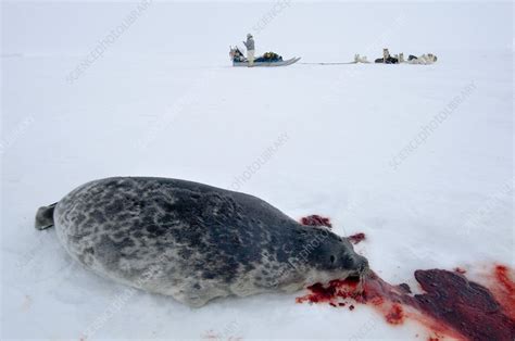 Inuit Seal Hunting