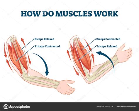 How Muscles Work Animation