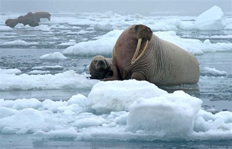 walrus - Kids | Britannica Kids | Homework Help