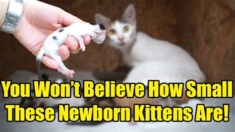 Unbelievable The Smallest Kittens Ever Born Caring For Newborn