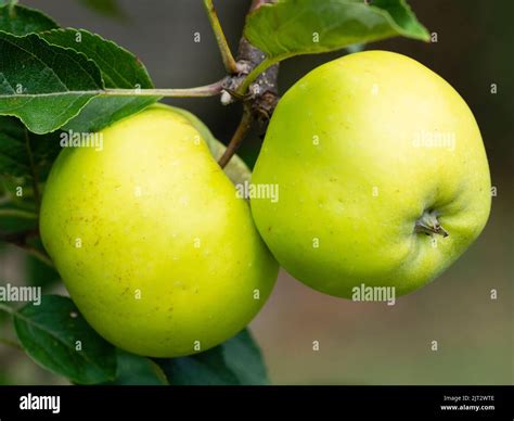 Ripening Late Summer Fruit Of The Apple Malus X Domestica Malus X