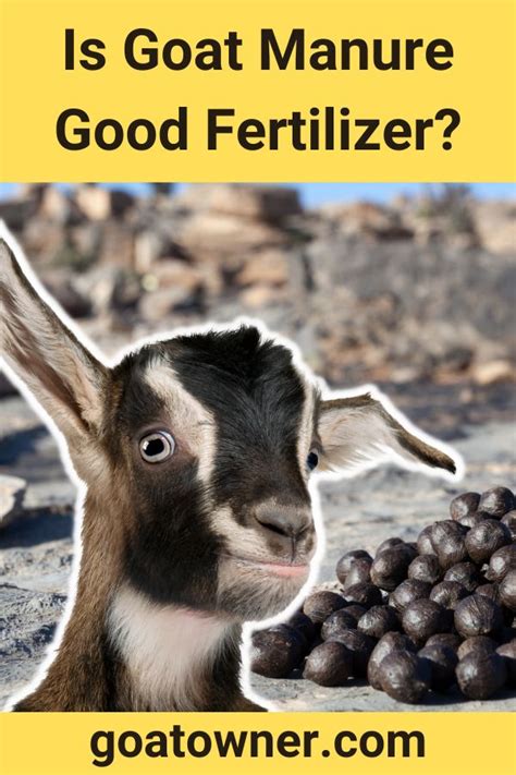 Is Goat Manure Good Fertilizer Find Out Goat Owner