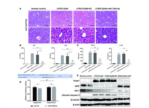 Role And Mechanism Of Mir B P In Lps D Galn Induced Alf In Vivo