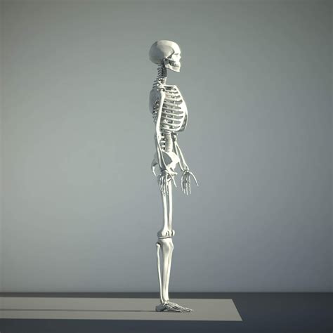 Human Skeleton 3D Model By Leonid Kuzyakin