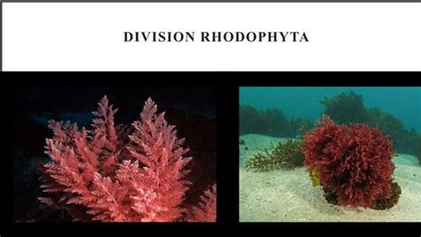 RHODOPHYTA . Occurrence And General Structure Of Rhodophyta