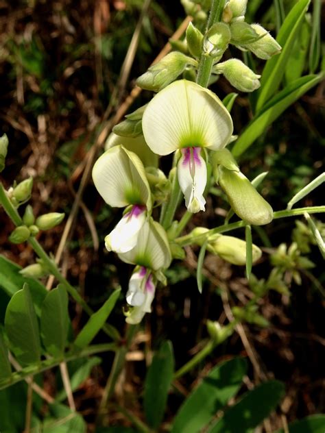 Tephrosia sinapou from Municipio de Victoria Tamps México on May 15