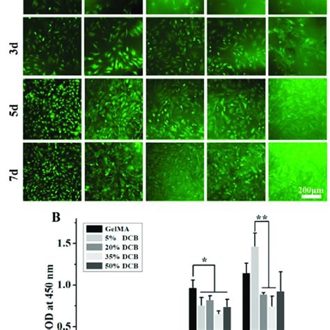 Evaluating Viability And Proliferation Of HMSCs Cultured On DCBGelMA