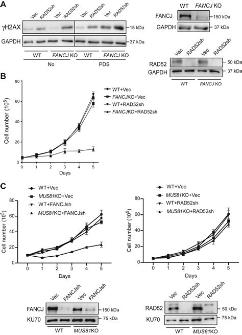 Dna Repair Protein Rad Is Required For Protecting G Quadruplexes In