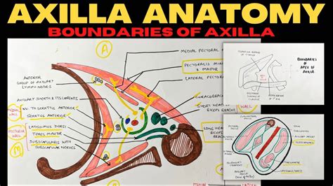 Axilla Anatomy 1 2 Boundaries Of Axilla Upper Limb Anatomy YouTube