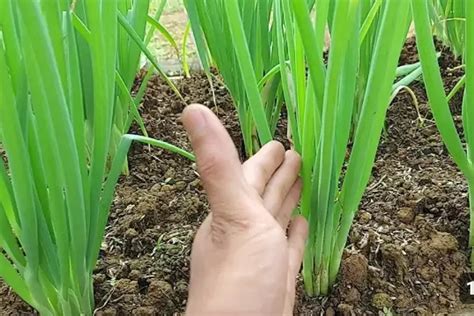 Petani Kreatif Panduan Lengkap Cara Menanam Bawang Daun Dari Benih