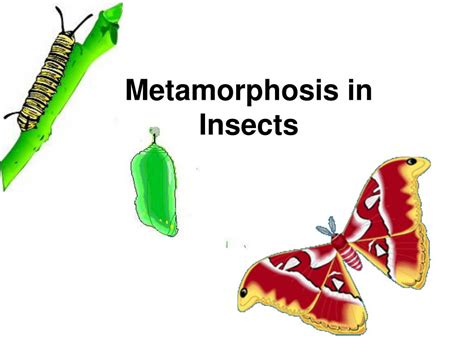 Ppt Metamorphosis In Insects Powerpoint Presentation Free Download Id4753395