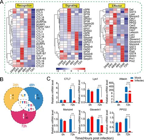 Expression Profiling Of Immunity Related Genes In The Larval Fat Body