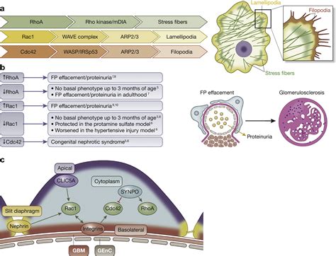 Rho Gtpase Regulatory Proteins In Podocytes Kidney International