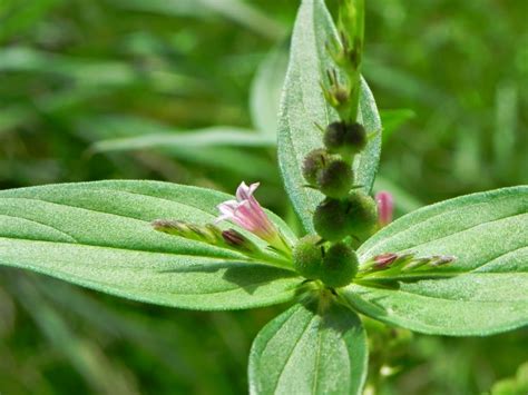 Flora De Puerto Rico Ilustrada Papo Vives Loganiaceae Spigelia