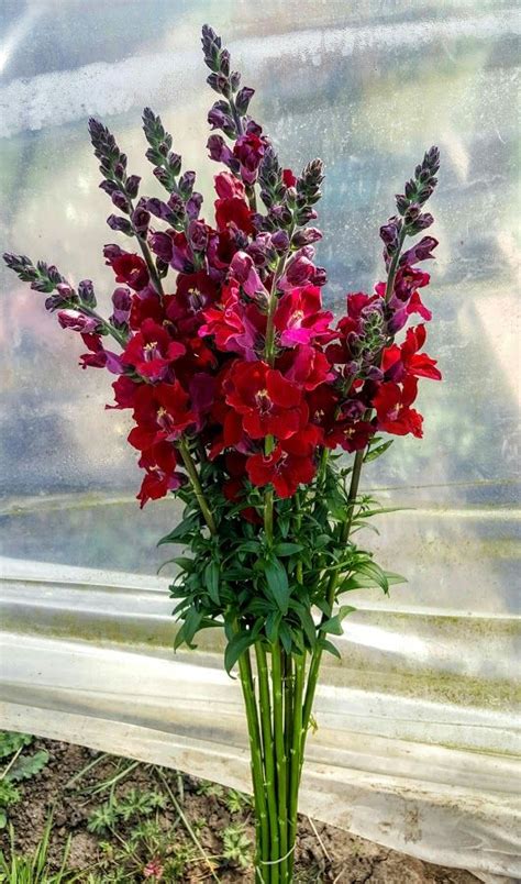 Chantilly Snapdragons The Color Velvet Is A Gorgeous Snapdragon An