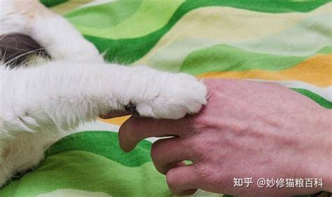 猫咪为什么把爪子“搭在你身上”？其实是给你这6个信号 知乎