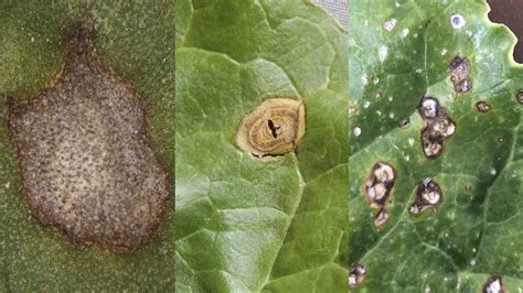 Cercospora Leaf Spot Integrated Pest Management Ui Extension