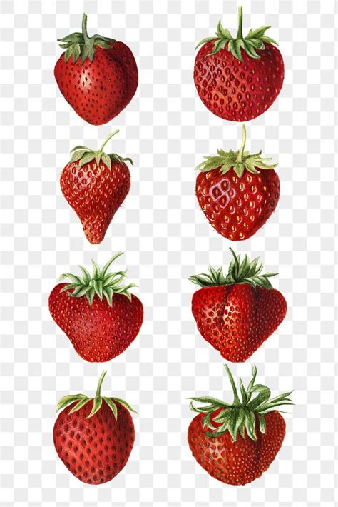 Hand Drawn Natural Fresh Strawberries Premium Png Rawpixel