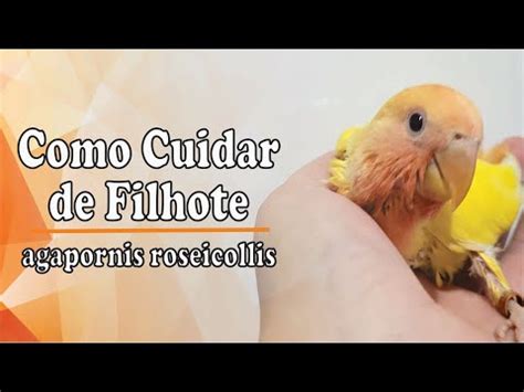 Como Cuidar De Filhote De Agapornis Na Papinha Youtube