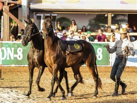 Confira a programação da 36ª Exposição Nacional do Mangalarga Marchador