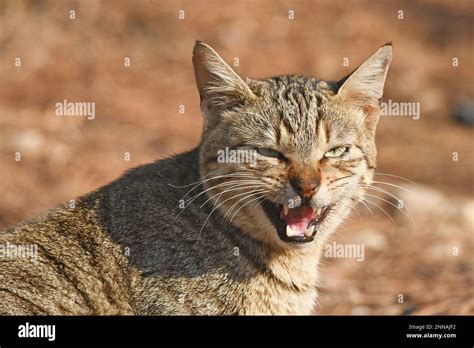 Feral Cat Meow Stock Photo Alamy