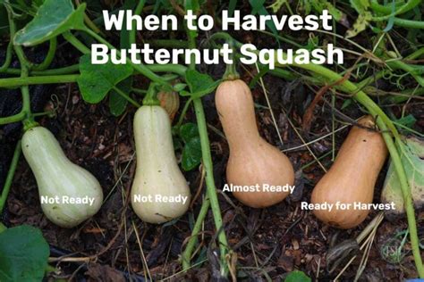 5 Tips For When To Harvest Butternut Squash The Seasonal Homestead