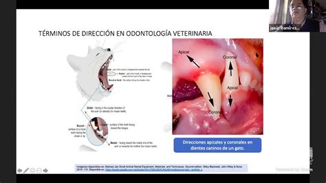 Anatomía Clínica De Boca Dientes Y Periodonto De Perros Y Gatos Youtube